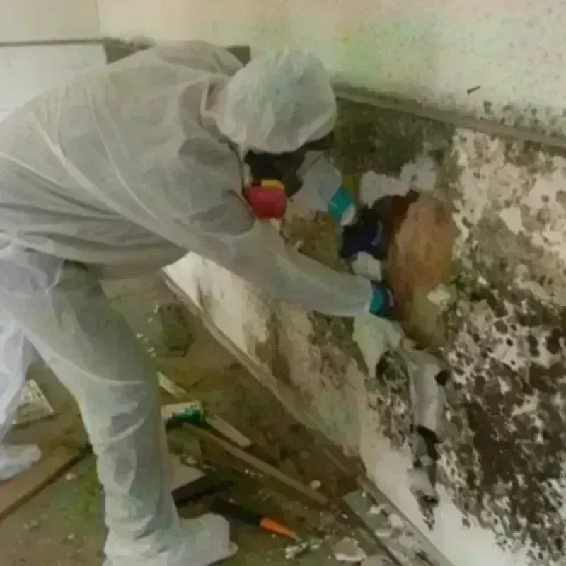 Mold Remediation and Removal in Randolph, NJ